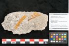 Foto (Objekt + Etikett) von Dryandra prae-formosa Ettingshausen 1887 (NHMW-GEO-2024-0188-10380)
